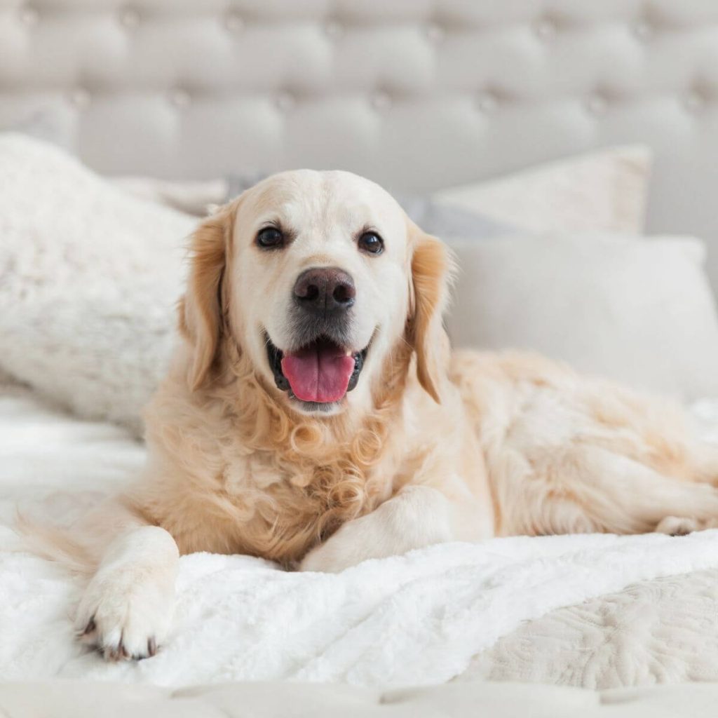 pet friendly hotels amsterdam